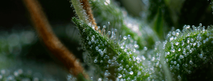 How Can I Increase Cannabis Trichome Production? Buy My
