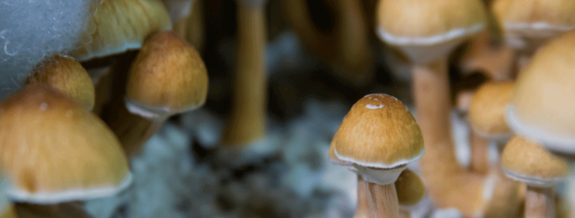 Strong Magic Mushroom Trip
