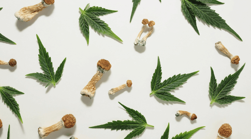 11 Features of Cannabis and Magic Mushrooms That Make Everyone Love Them