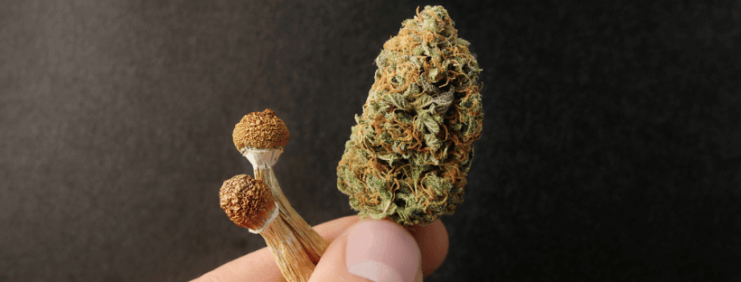 How Do Cannabis and Magic Mushrooms Compare

