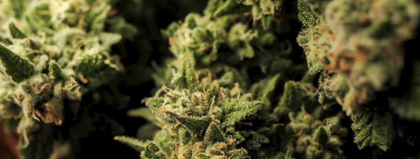 Growing Ghost Bubba