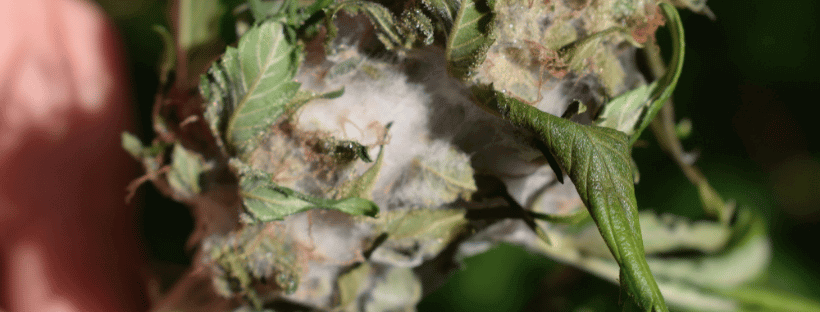 How to Identify Bud Rot