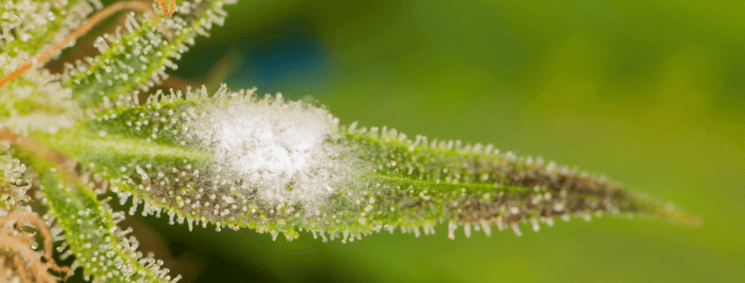 What Conditions Trigger Bud Mold